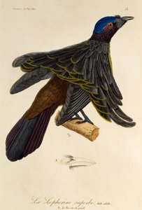 Erwachsenes Männchen des Überragenden Paradiesvogels (Lophorina superba), Gravur aus der Histoire naturelle des oiseaux de paradis et des epimagues von René Primevère Lesson
