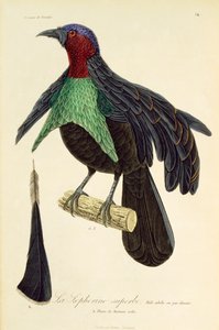 Erwachsenes Männchen des Pracht-Paradiesvogels (Lophorina superba), Gravur aus Histoire naturelle des oiseaux de paradis et des epimagues von René Primevère Lesson