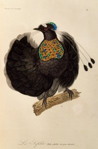 Erwachsener männlicher Westlicher Parotia (Parotia sefilata), Gravur aus Histoire naturelle des oiseaux de paradis et des epimagues von René Primevère Lesson