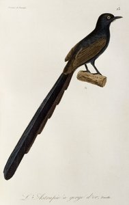 Weiblicher Gorget-Paradiesvogel, Gravur aus Histoire naturelle des oiseaux de paradis et des epimagues von René Primevère Lesson