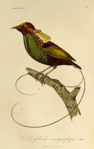 Männchen des Prächtigen Paradiesvogels (Cicinnurus magnificus), Gravur aus der Histoire naturelle des oiseaux de paradis et des epimagues von René Primevère Lesson