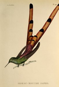 Rotsteiß-Komet (Sappho sparganurus), Gravur aus Les trochilidees ou les colibris et les oiseaux-mouches von René Primevère Lesson