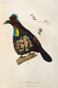 Junges Männchen des Westlichen Parotia (Parotia sefilata), Gravur aus der Histoire naturelle des oiseaux de paradis et des epimagues von René Primevère Lesson