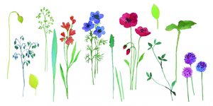 Bunte Aquarellblüten