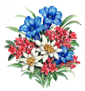 Lebendige Alpenblumen