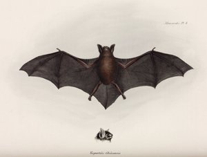 Fledermaus, Südamerika, ca. 1832-1836 von John Pardon
