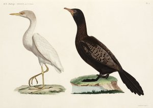 Kuhreiher und Langschwanzkormoran, Ägypten