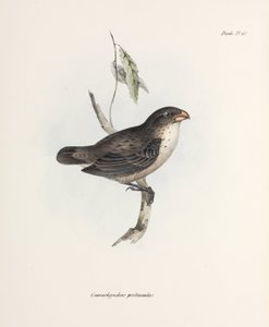 Fink, um 1832-1836
