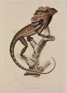 Kragenechse von John Pardon