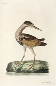 Reiher von John Pardon