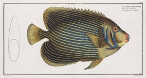 Kaiserfisch von John Pardon