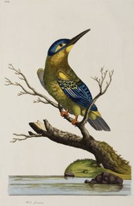 Eisvogel