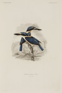 Eisvögel, Samoa von John Pardon