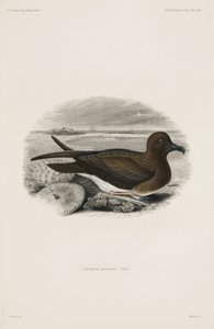 Sturmvogel