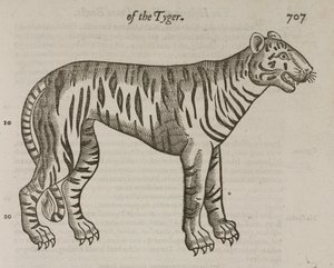 Der Tiger von John Pardon