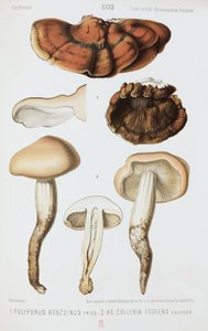 Zwei Arten von Pilzen, um 1874 von John Pardon