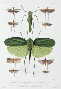 Insektenarten, Teneriffa und Indonesien