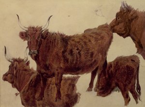 Studien von Hochlandrindern von Richard Ansdell