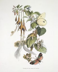 Schlemmen und Spaß unter den Fuchsien von Richard Doyle