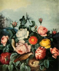 Rosen, 1799