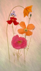 Träumerische Pastellmohnblumen