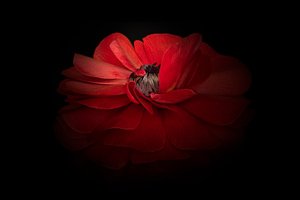 Elegante rote Blüte von Richard Urbanski