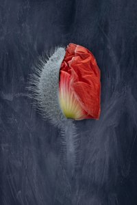 Aufstrebender roter Mohn