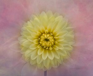 Weiche Gelbe Dahlienblüte von Richard Urbanski