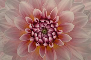 Lebendige pinke Dahlie