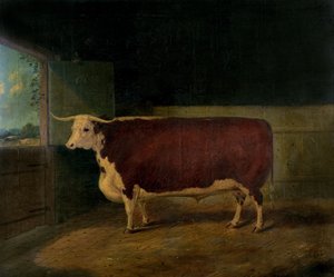 Porträt eines preisgekrönten Hereford-Ochsen, 1874 von Richard Whitford