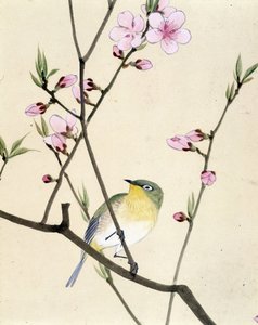 Vogel - Japanische Zeichnung von Riou Chim, Ende des 19. Jahrhunderts von Riu Chim