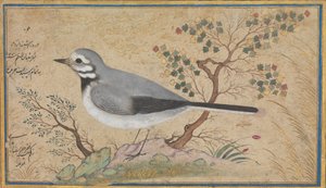 Studie eines Vogels