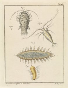 Assel, Copepode und Borstenwurm von Robbert Muys