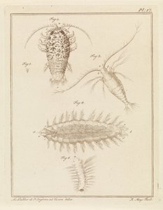 Agaatpissebed, Copepode und Borstelwurm von Robbert Muys