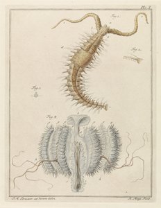 Fransenwurm und eine Rippenqualle von Robbert Muys