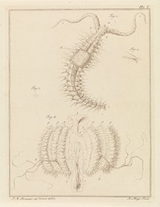 Fransenwurm und eine Rippenqualle von Robbert Muys