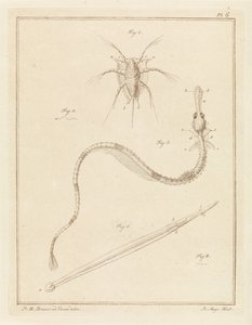 Gewöhnliche Seepocke, große Seenadel und ein Pfeilwurm von Robbert Muys