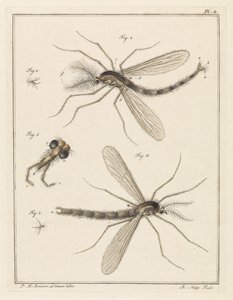 Federfliege