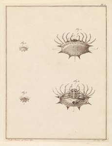 Schulpspin von Robbert Muys