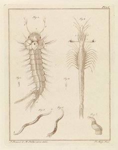 Stechmücke, Slabbers Trompetoog und ein Wurm von Robbert Muys