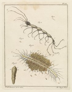 Tuberkel und ein Borstenwurm von Robbert Muys