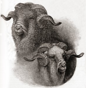 Kopf eines Merino-Widders vor und nach dem Scheren, aus The Century Illustrated Monthly Magazine, veröffentlicht 1884 von Robert Antoine Muller