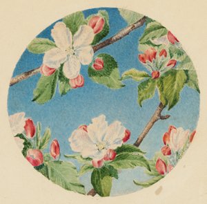 Apfelblüten, ca. 1869 von Robert B. Brandegee