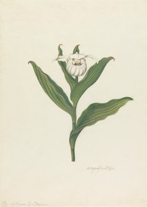 Frauenschuh (Cypripedium Canadense, Calceolus Maria) von Robert Blyth