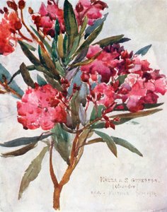 Studie einer rosa Oleanderblüte, die "Mazza di San Guiseppe" von Robert Charles Goff