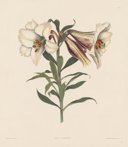 Eine Auswahl von Hexandrian-Pflanzen, die zur natürlichen Ordnung der Amaryllidae gehören..., 1831-1832 von Robert Havell