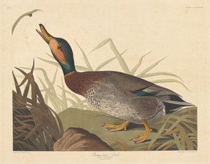 Gefleckte Ente, 1836