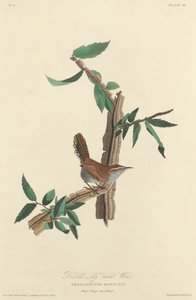 Bewicks Langschwanz-Zaunkönig, 1827