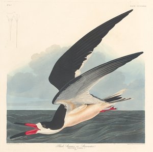 Schwarzer Skimmer, 1836 von Robert Havell