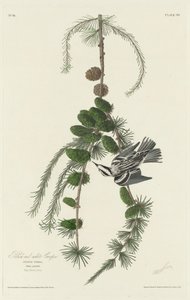Schwarz-weißer Baumläufer, 1830 von Robert Havell
